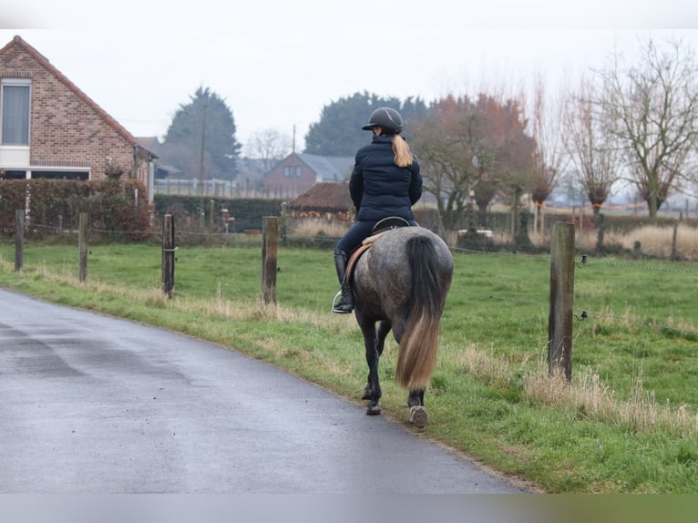 Weitere Ponys/Kleinpferde Hengst 8 Jahre 145 cm Blauschimmel in Bogaarden