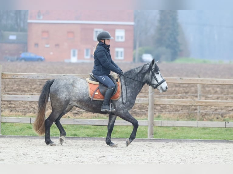 Weitere Ponys/Kleinpferde Hengst 8 Jahre 145 cm Blauschimmel in Bogaarden