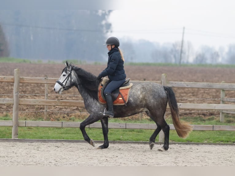 Weitere Ponys/Kleinpferde Hengst 8 Jahre 145 cm Blauschimmel in Bogaarden