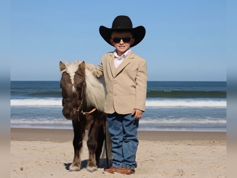 Weitere Ponys/Kleinpferde Hengst 8 Jahre 86 cm Palomino in Stephenville