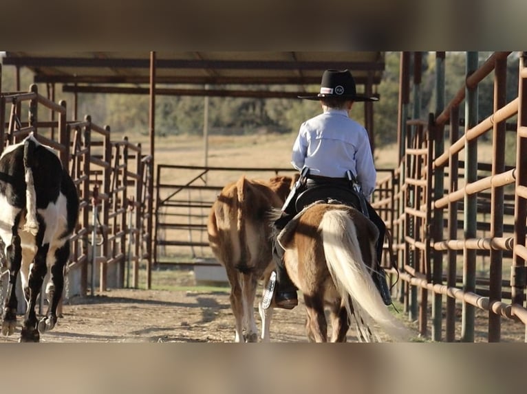 Weitere Ponys/Kleinpferde Hengst 8 Jahre 86 cm Palomino in Stephenville