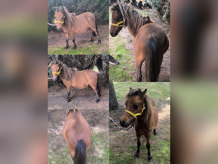 Weitere Ponys/Kleinpferde Mix Hengst Fohlen (04/2025) 118 cm Tigerschecke in Freren