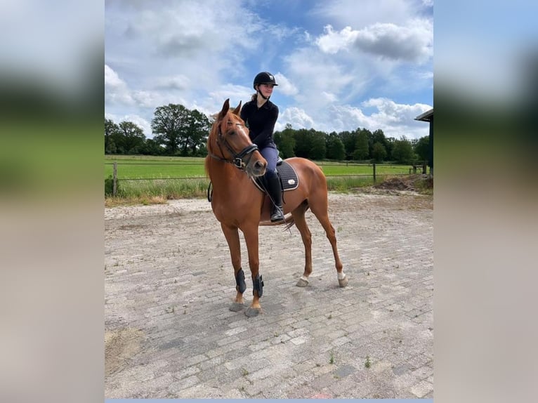 Weitere Ponys/Kleinpferde Mix Hengst Fohlen (04/2025) 118 cm Tigerschecke in Freren