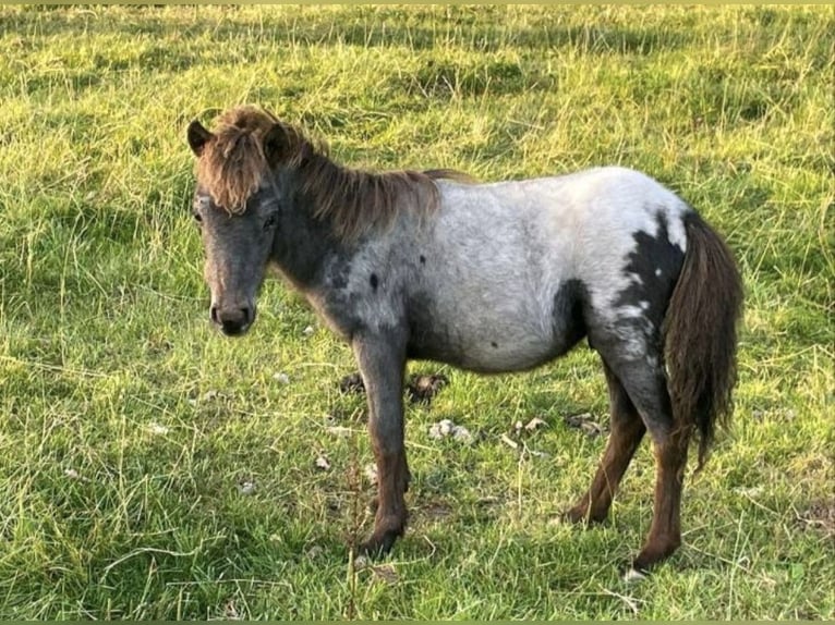 Weitere Ponys/Kleinpferde Mix Hengst Fohlen (04/2025) 118 cm Tigerschecke in Freren
