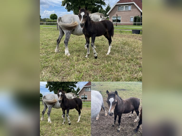 Weitere Ponys/Kleinpferde Mix Hengst Fohlen (04/2025) 118 cm Tigerschecke in Freren