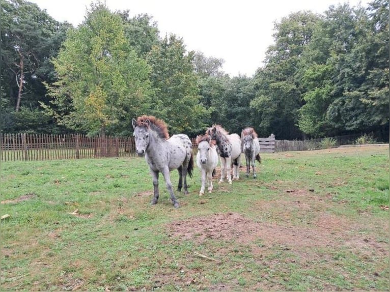 Weitere Ponys/Kleinpferde Mix Hengst Fohlen (04/2025) 118 cm Tigerschecke in Freren