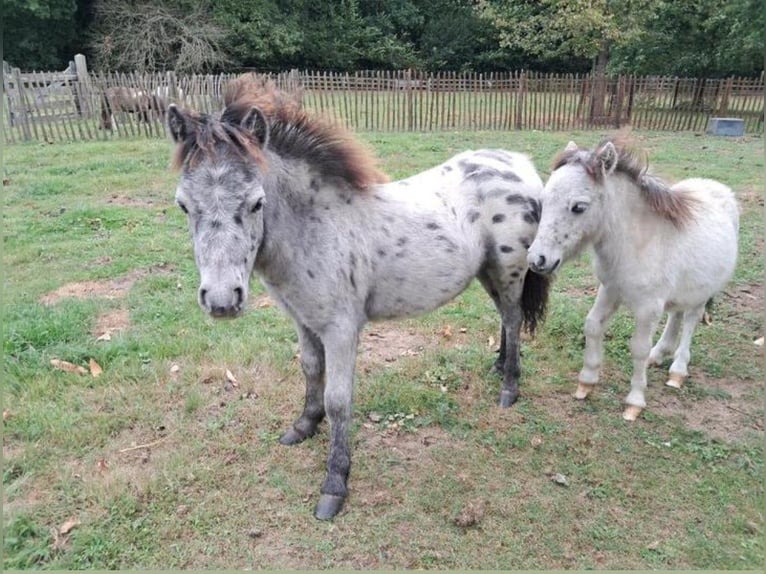 Weitere Ponys/Kleinpferde Mix Hengst Fohlen (04/2025) 118 cm Tigerschecke in Freren