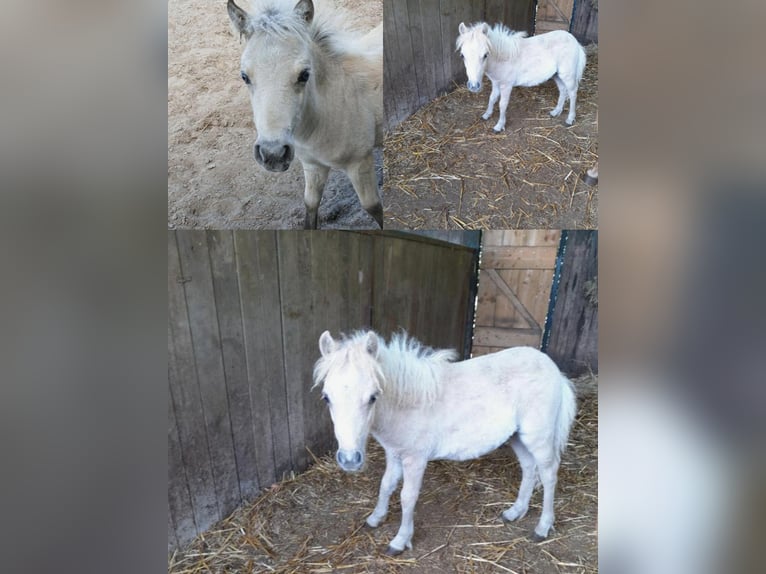 Weitere Ponys/Kleinpferde Mix Hengst Fohlen (04/2025) 118 cm Tigerschecke in Freren