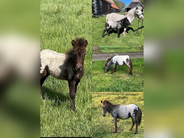 Weitere Ponys/Kleinpferde Mix Hengst Fohlen (04/2025) 118 cm Tigerschecke in Freren