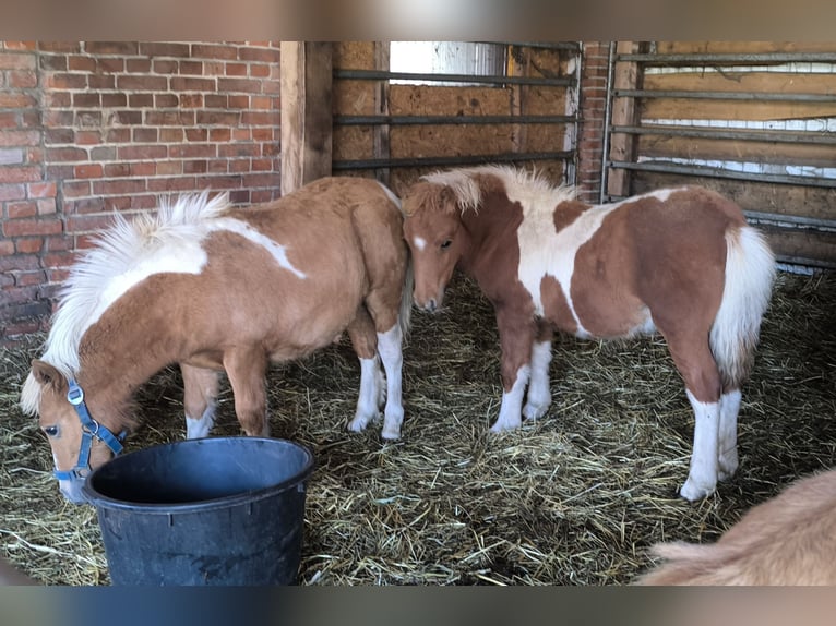 Weitere Ponys/Kleinpferde Mix Hengst Fohlen (04/2025) 118 cm Tigerschecke in Freren
