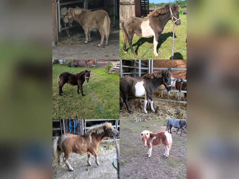 Weitere Ponys/Kleinpferde Mix Hengst Fohlen (04/2025) 118 cm Tigerschecke in Freren