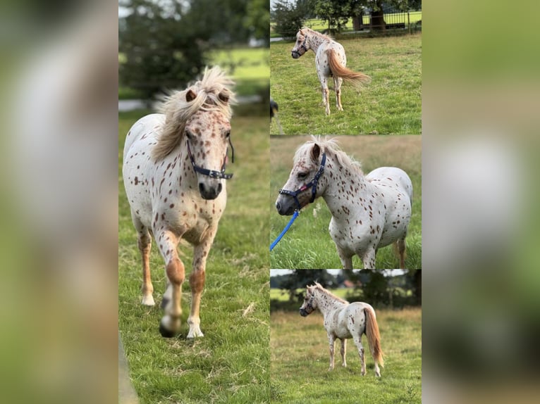 Weitere Ponys/Kleinpferde Mix Hengst Fohlen (04/2025) 118 cm Tigerschecke in Freren