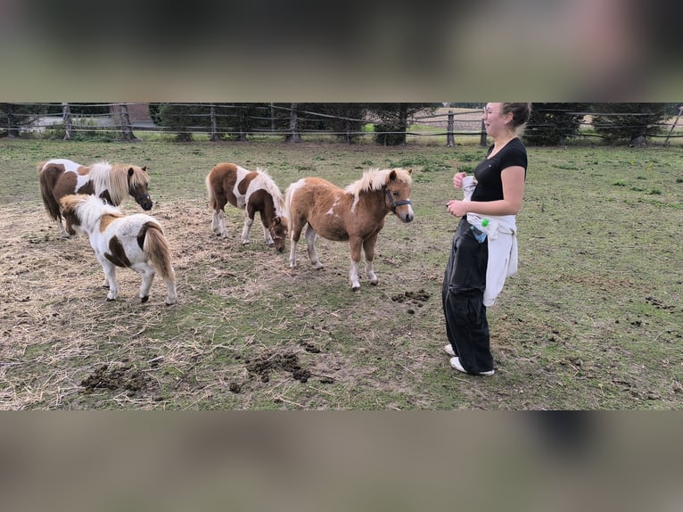 Weitere Ponys/Kleinpferde Mix Hengst Fohlen (04/2025) 118 cm Tigerschecke in Freren
