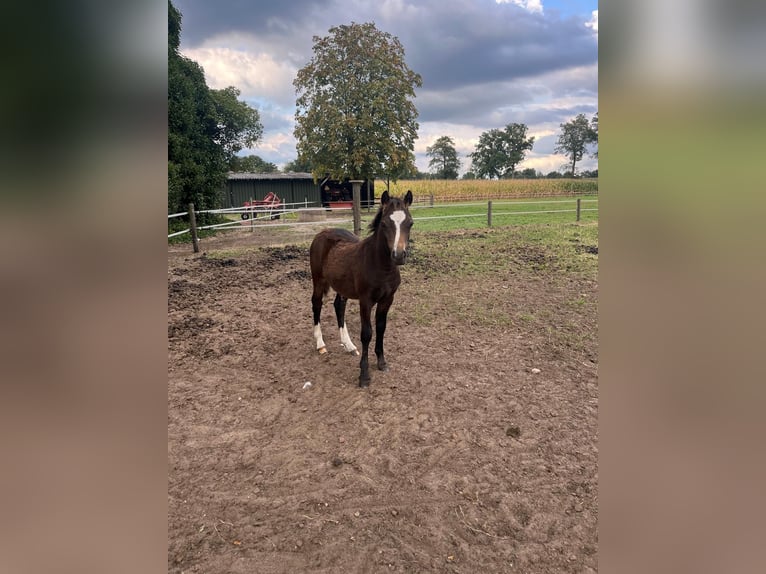 Weitere Ponys/Kleinpferde Mix Hengst Fohlen (04/2025) 118 cm Tigerschecke in Freren
