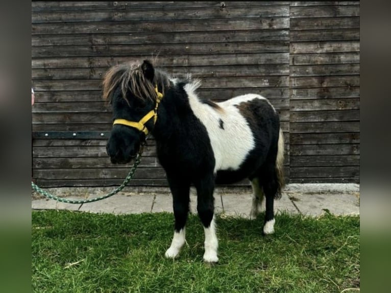 Weitere Ponys/Kleinpferde Mix Hengst Fohlen (04/2025) 118 cm Tigerschecke in Freren