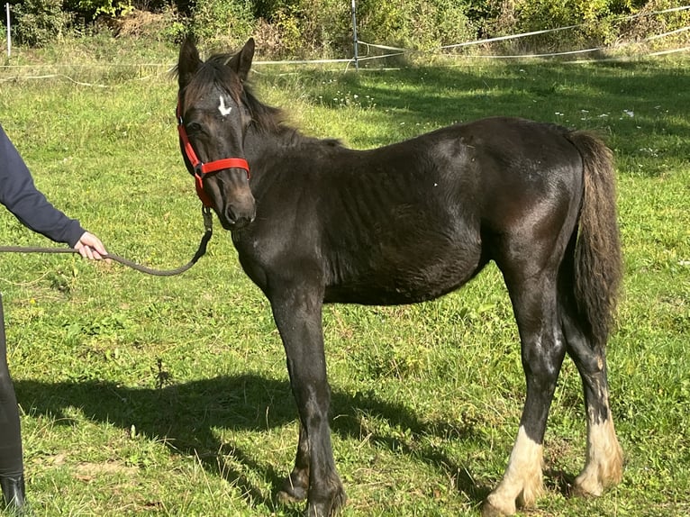 Weitere Ponys/Kleinpferde Hengst Fohlen (03/2025) 125 cm Rappe in Ursensollen