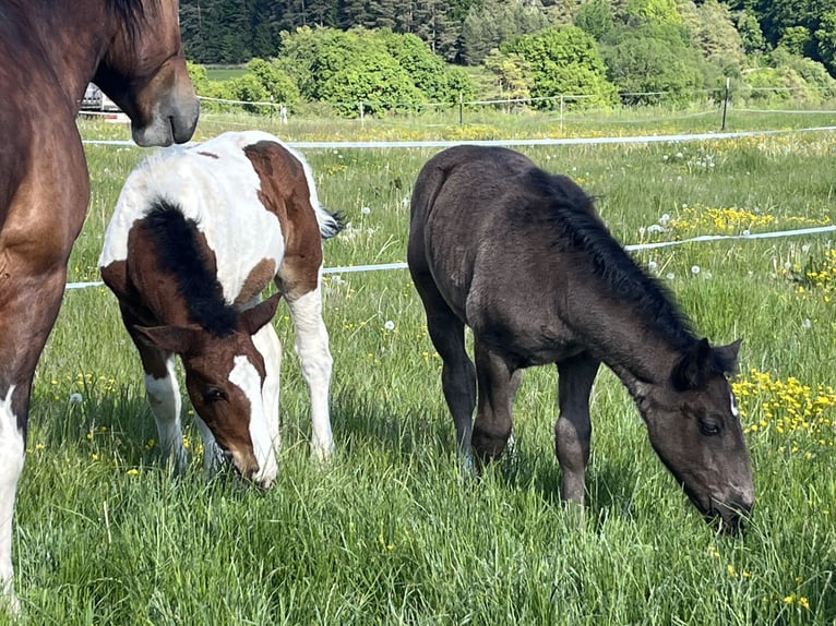 Weitere Ponys/Kleinpferde Hengst Fohlen (02/2025) 127 cm Schecke in Ursensollen