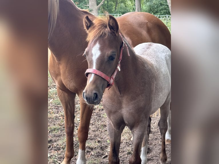 Weitere Ponys/Kleinpferde Hengst Fohlen (05/2025) 143 cm Kann Schimmel werden in Suderburg