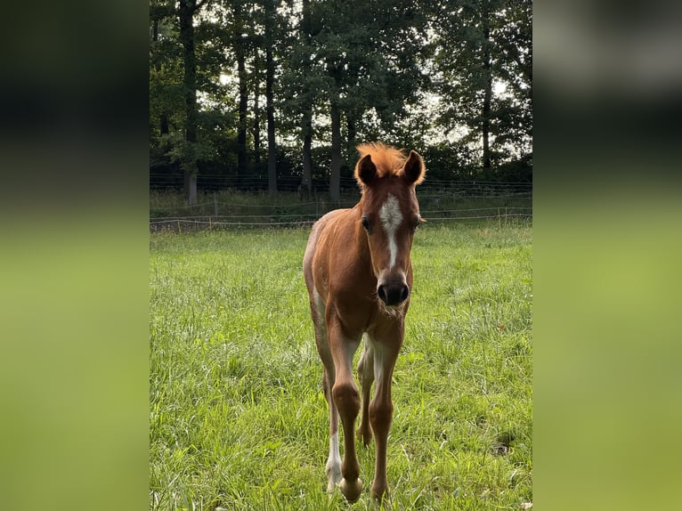 Weitere Ponys/Kleinpferde Hengst Fohlen (05/2025) 143 cm Kann Schimmel werden in Suderburg
