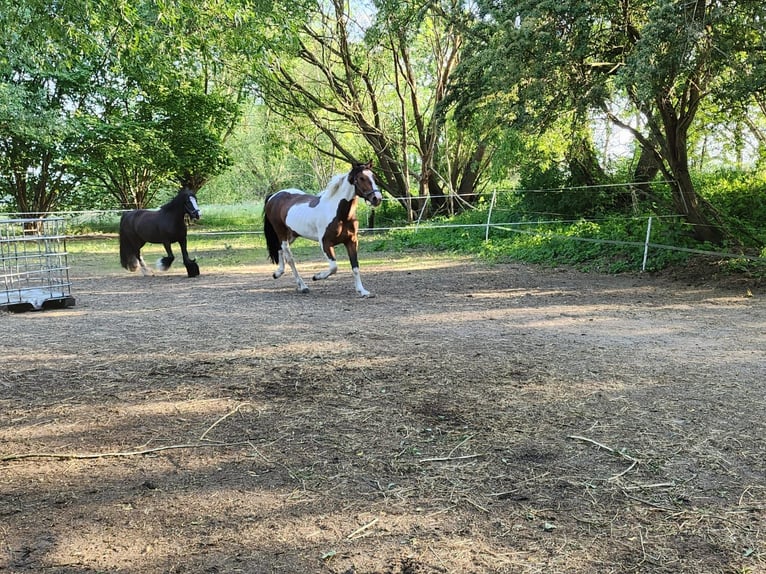 Weitere Ponys/Kleinpferde Mix Hengst Fohlen (04/2025) 145 cm Schecke in Neu Kali&#xDF;