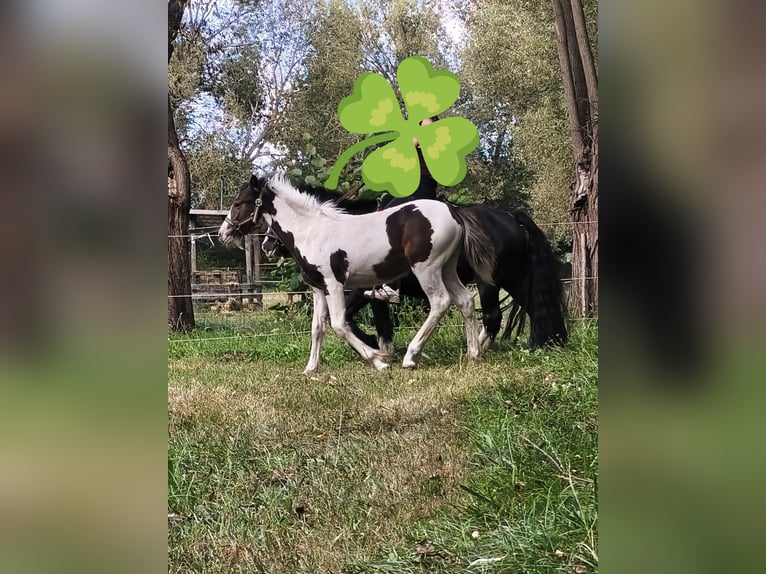 Weitere Ponys/Kleinpferde Mix Hengst Fohlen (04/2025) 145 cm Schecke in Neu Kali&#xDF;