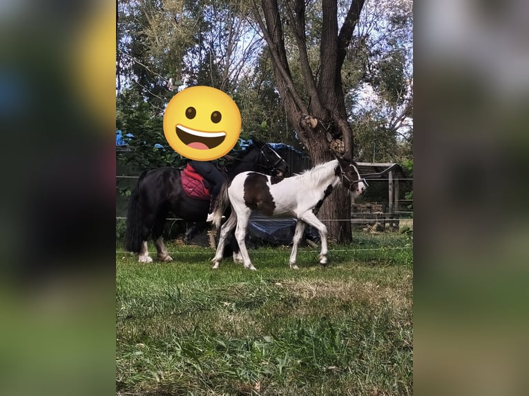 Weitere Ponys/Kleinpferde Mix Hengst Fohlen (04/2025) 145 cm Schecke in Neu Kali&#xDF;