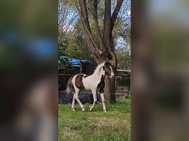 Weitere Ponys/Kleinpferde Mix Hengst Fohlen (04/2025) 145 cm Schecke in Neu Kali&#xDF;