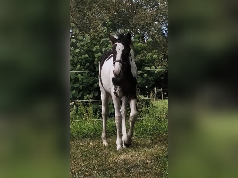 Weitere Ponys/Kleinpferde Mix Hengst Fohlen (04/2025) 145 cm Schecke in Neu Kali&#xDF;