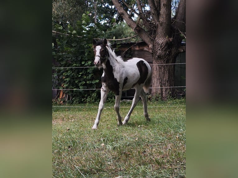 Weitere Ponys/Kleinpferde Mix Hengst Fohlen (04/2025) 145 cm Schecke in Neu Kali&#xDF;