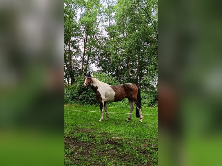 Weitere Ponys/Kleinpferde Mix Hengst Fohlen (04/2025) 145 cm Schecke in Neu Kali&#xDF;