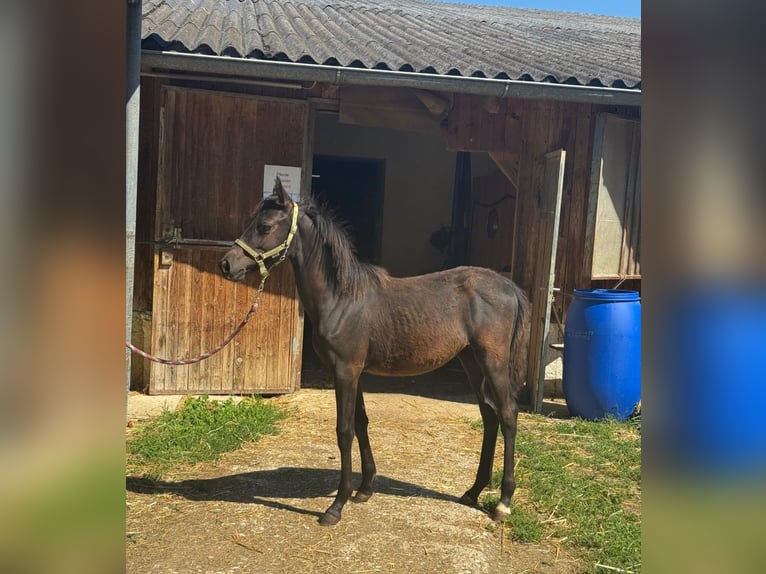 Weitere Ponys/Kleinpferde Hengst Fohlen (03/2025) 147 cm Rappe in Sipbachzell
