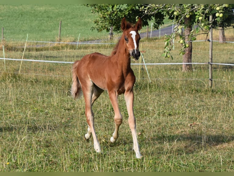 Weitere Ponys/Kleinpferde Hengst Fohlen (05/2026) 148 cm Fuchs in Muri AG