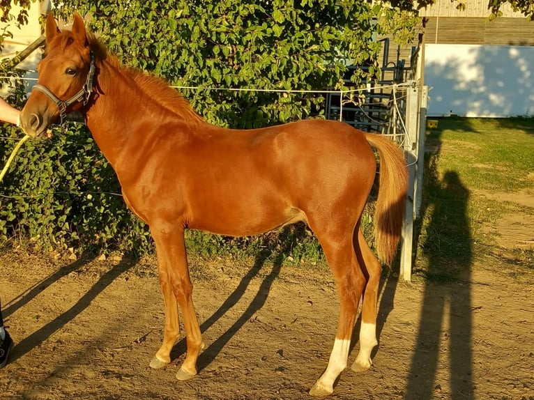 Weitere Ponys/Kleinpferde Hengst Fohlen (04/2026) 150 cm Fuchs in Öllingen