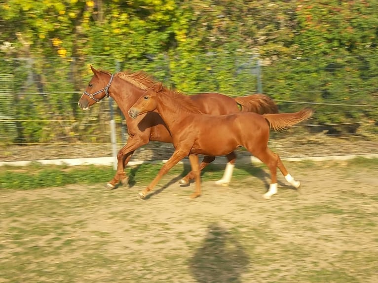 Weitere Ponys/Kleinpferde Hengst Fohlen (04/2026) 150 cm Fuchs in Öllingen