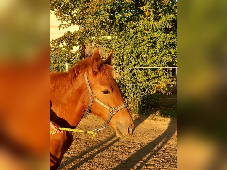 Weitere Ponys/Kleinpferde Hengst Fohlen (04/2026) 150 cm Fuchs in Öllingen
