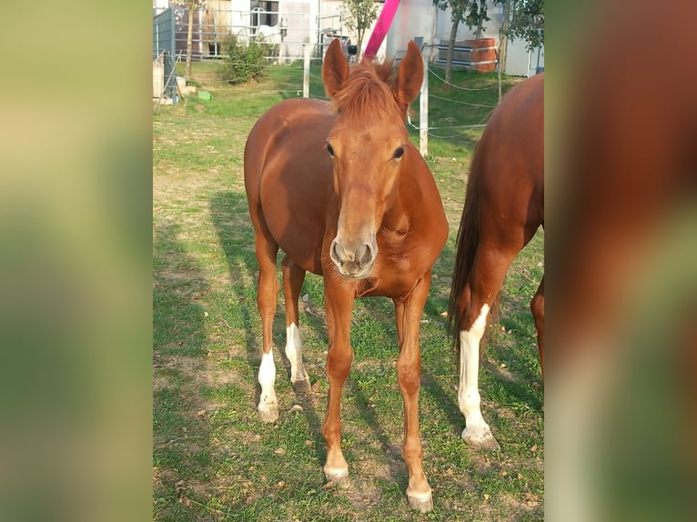 Weitere Ponys/Kleinpferde Hengst Fohlen (04/2026) 150 cm Fuchs in Öllingen