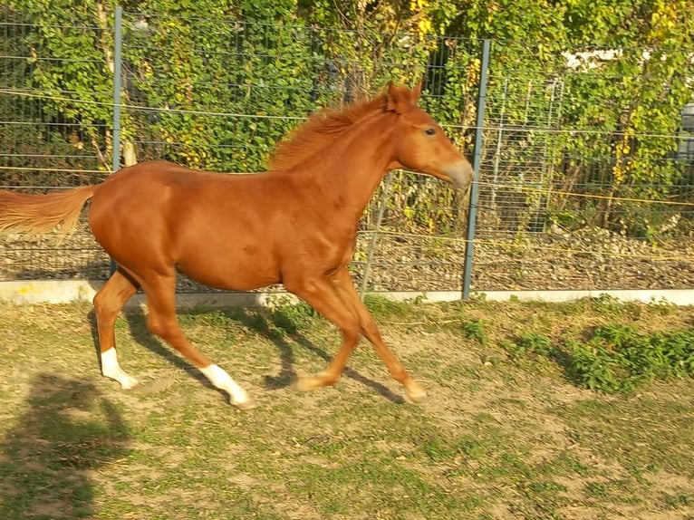 Weitere Ponys/Kleinpferde Hengst Fohlen (04/2026) 150 cm Fuchs in Öllingen