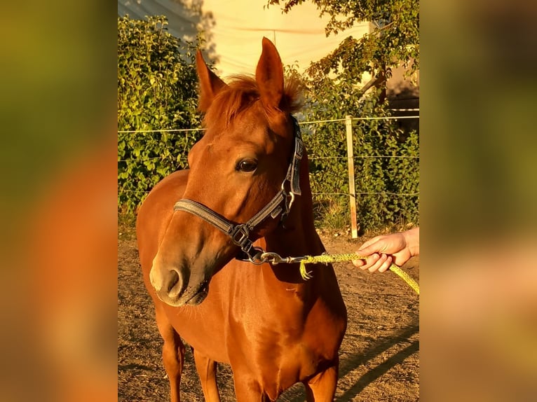 Weitere Ponys/Kleinpferde Hengst Fohlen (04/2026) 150 cm Fuchs in Öllingen