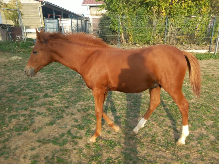 Weitere Ponys/Kleinpferde Hengst Fohlen (04/2026) 150 cm Fuchs in Öllingen