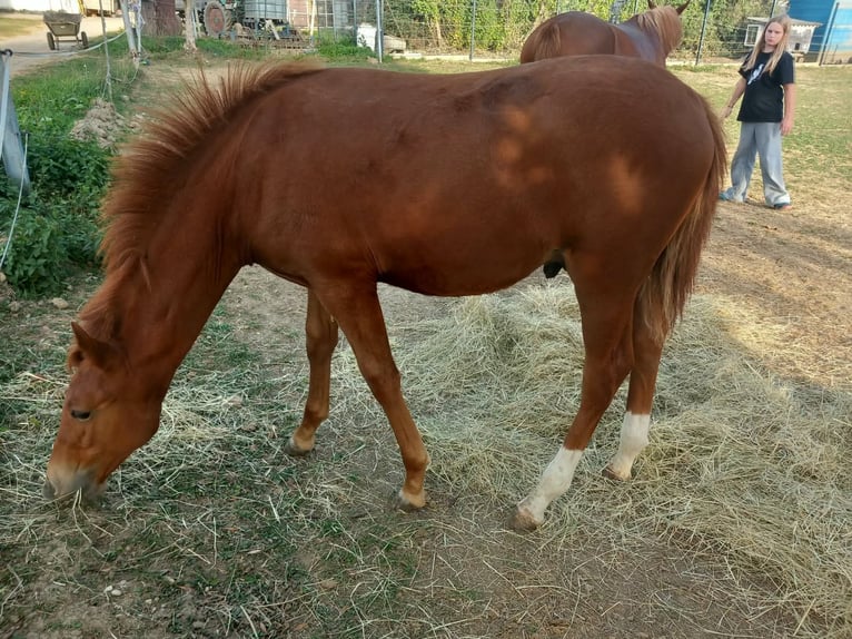 Weitere Ponys/Kleinpferde Hengst Fohlen (04/2026) 150 cm Fuchs in Öllingen