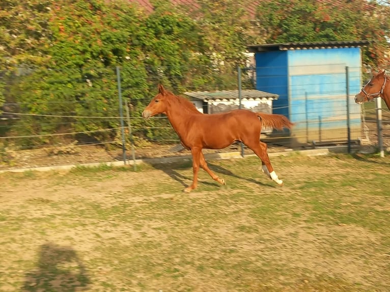 Weitere Ponys/Kleinpferde Hengst Fohlen (04/2026) 150 cm Fuchs in Öllingen