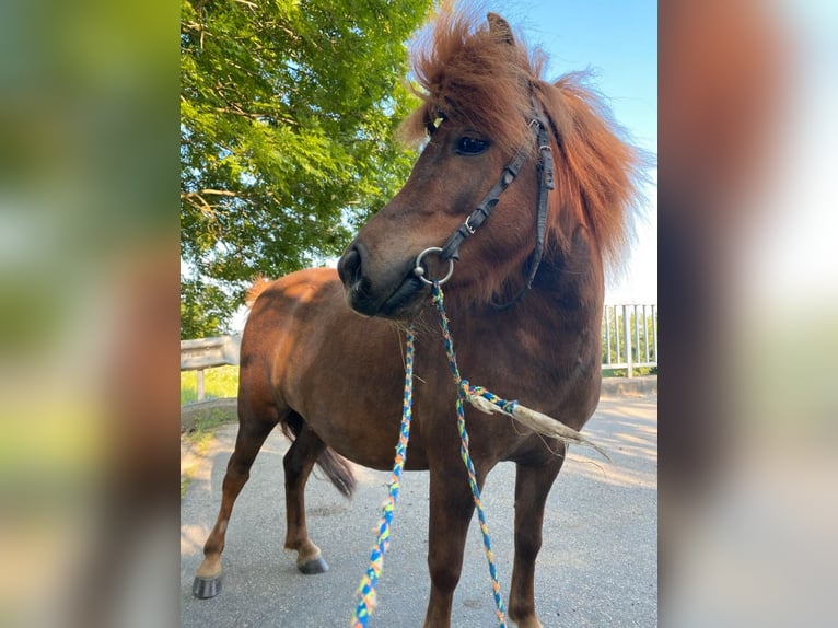 Weitere Ponys/Kleinpferde Stute 10 Jahre 100 cm Dunkelbrauner in Emden