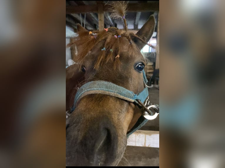 Weitere Ponys/Kleinpferde Stute 10 Jahre 100 cm Dunkelbrauner in Emden