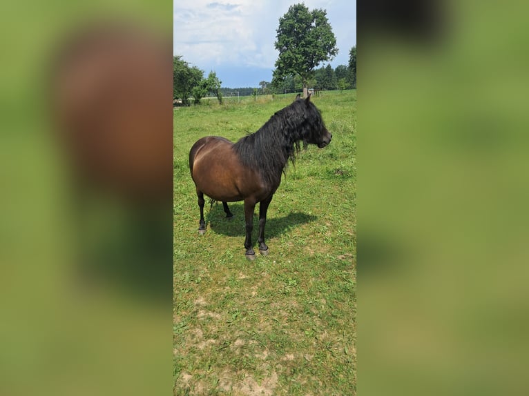Weitere Ponys/Kleinpferde Stute 10 Jahre 118 cm Rappe in Weistrach