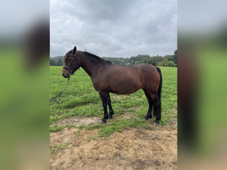 Weitere Ponys/Kleinpferde Stute 10 Jahre 130 cm Brauner in Werther