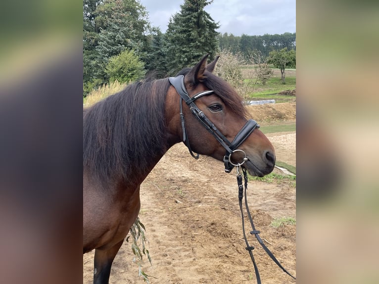 Weitere Ponys/Kleinpferde Stute 10 Jahre 130 cm Brauner in Werther