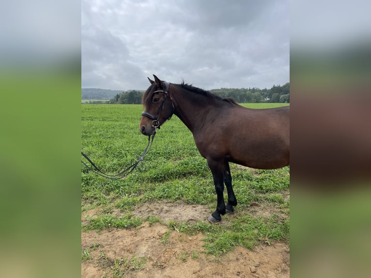 Weitere Ponys/Kleinpferde Stute 10 Jahre 130 cm Brauner in Werther