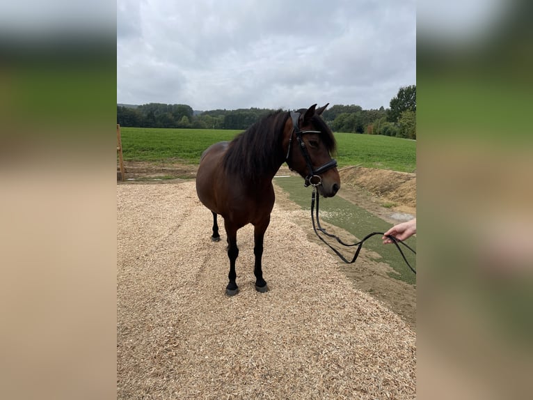Weitere Ponys/Kleinpferde Stute 10 Jahre 130 cm Brauner in Werther