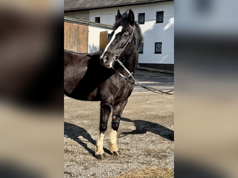 Weitere Ponys/Kleinpferde Stute 10 Jahre 130 cm Rappe in Pelmberg