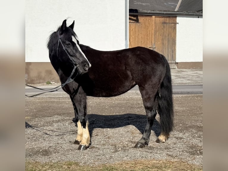 Weitere Ponys/Kleinpferde Stute 10 Jahre 130 cm Rappe in Pelmberg